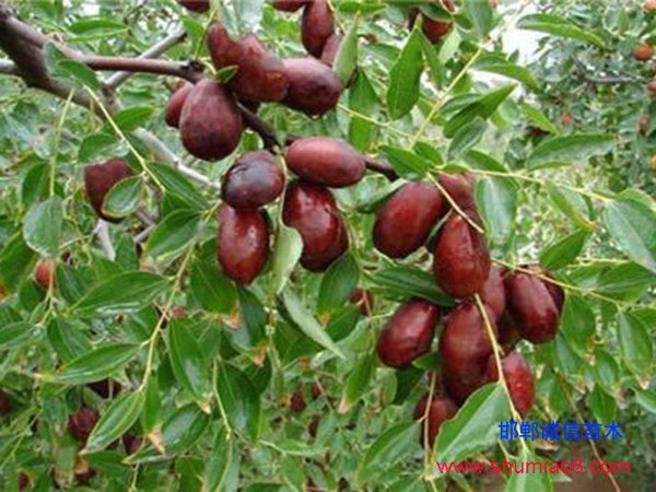 3公分棗樹(shù)苗
