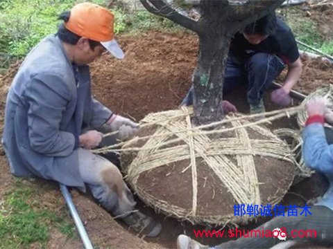 正在種植苗木