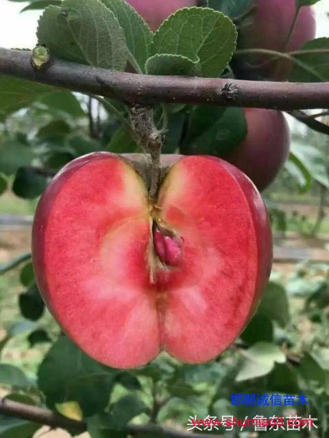怎么區分紅肉蘋果苗真偽？小編教你絕技！