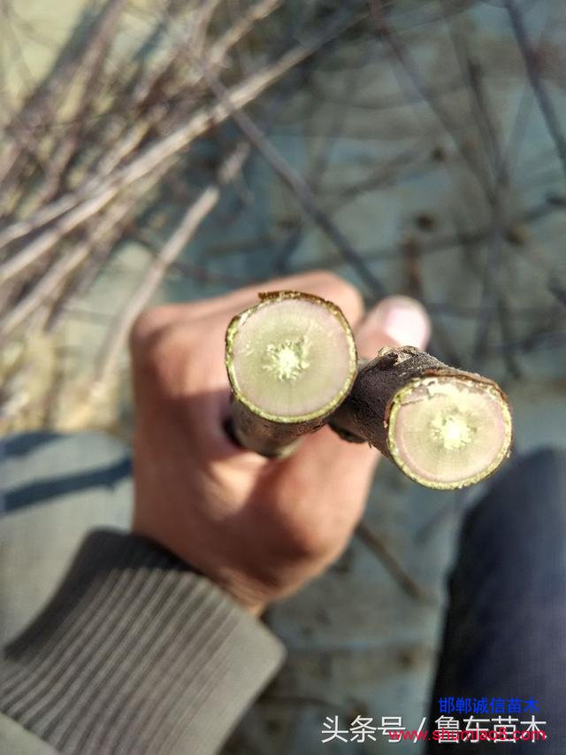 怎么區分紅肉蘋果苗真偽？小編教你絕技！